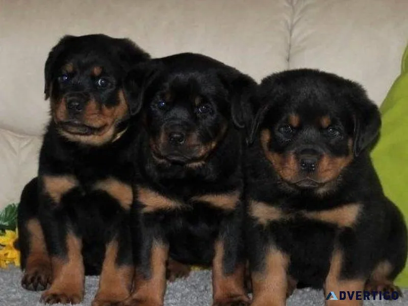 Top class Rottweiler Puppies.