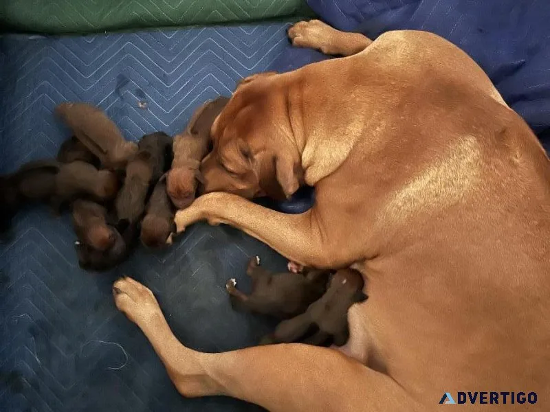 Rhodesian Ridgeback AKC Registered
