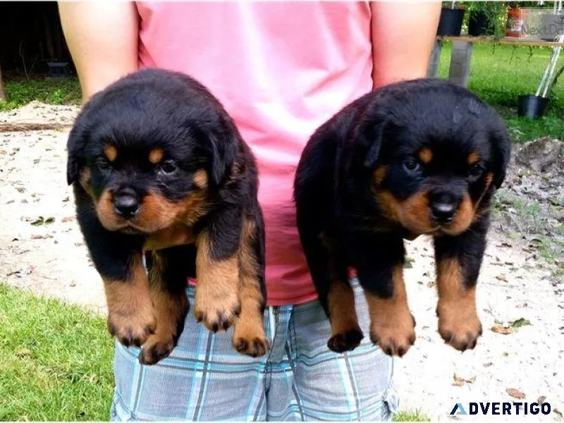 Home Broken Rottweiler Puppies Available.