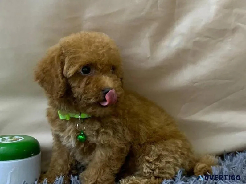 Toy Poodle
