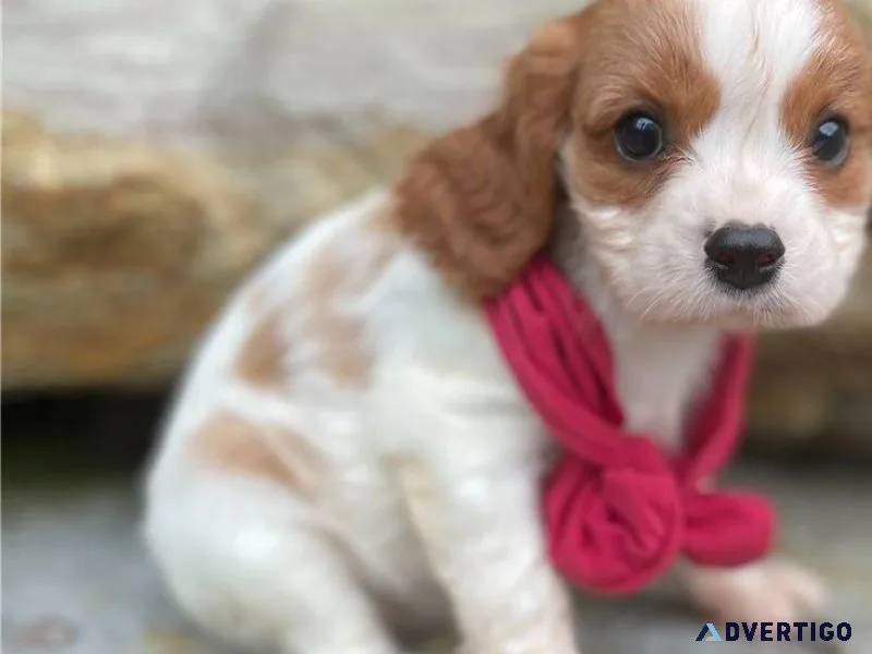 Beautiful Cavalier King Charles Spaniel puppies