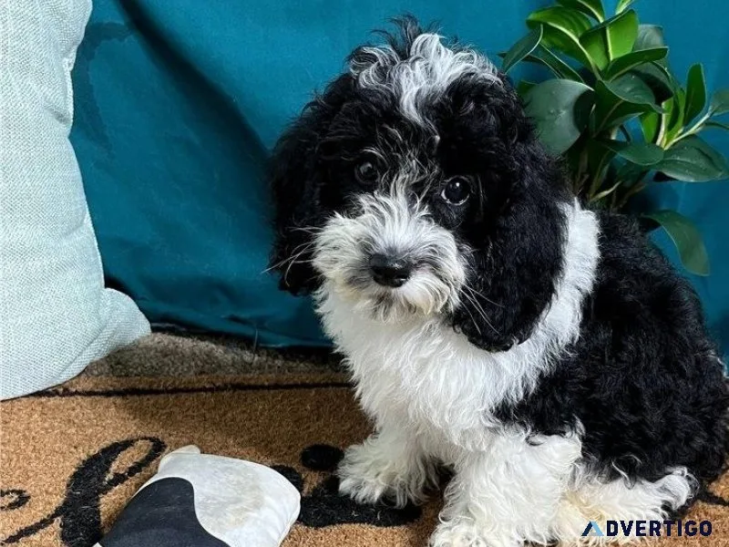 Gorgeous Cockapoo puppies for sale.
