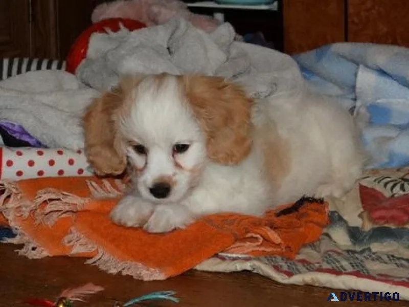 CKC Cavachon puppies Available