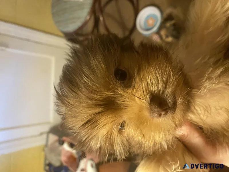 YORKIE POM FOR SALE