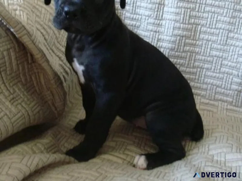 Well socialized Cane Corso puppies