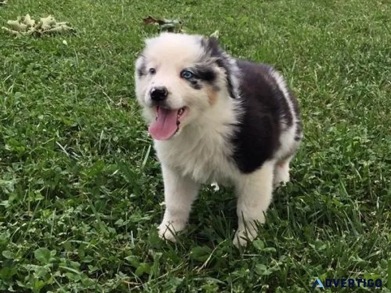 Potty Trained Australian Shepherd puppies