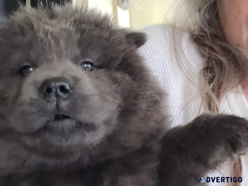Chow chows Akc registered