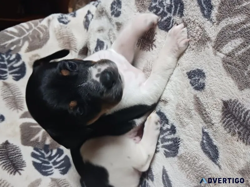 Akc rat terrier puppies