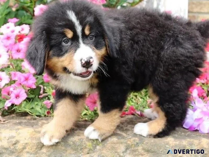 Well trained Bernese Mountain puppies