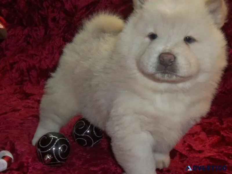 Gorgeous Chow Chow puppies for sale