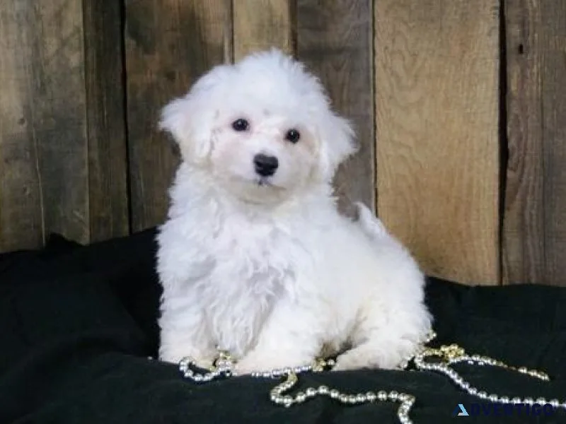 Fantastic Bichon Frise puppies for sale at affordable price