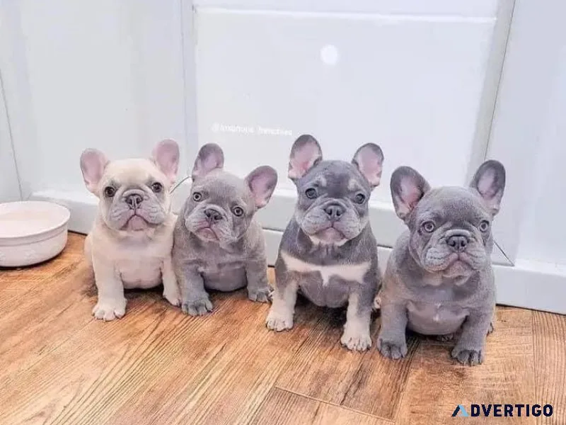Akc Frenchies Puppies