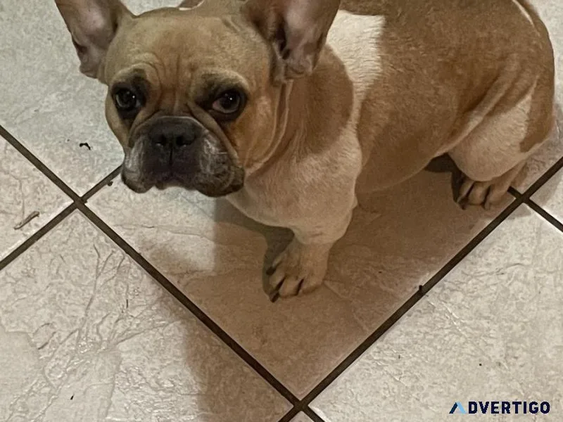 AKC French Bulldogs