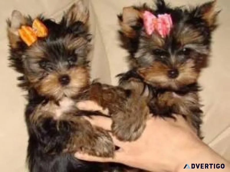 Two Lovely Teacup Yorkie puppies for adoption