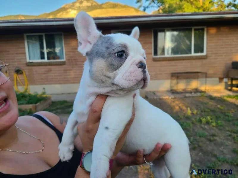 AKC French Bulldogs Puppies 8 Weeks