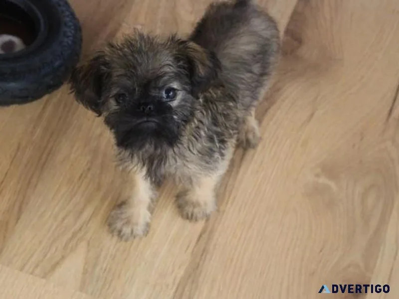 Home raised Brussels Griffon puppies