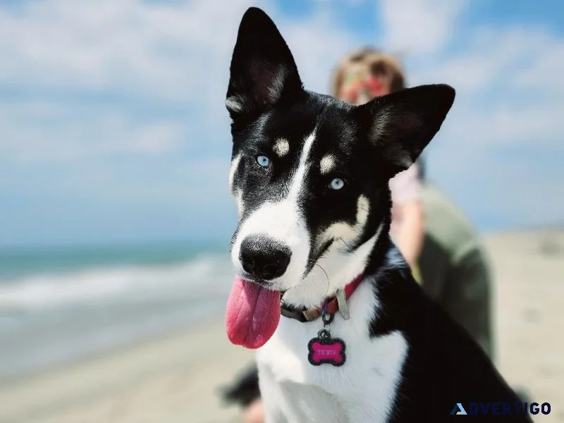 8 month old husky