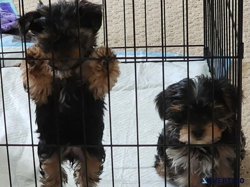 Yorkie Puppies