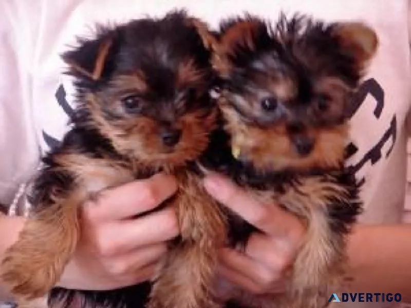 Super adorable Teacup Yorkie puppies reafy for adoption
