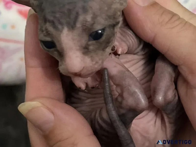 Sphynx Kittens