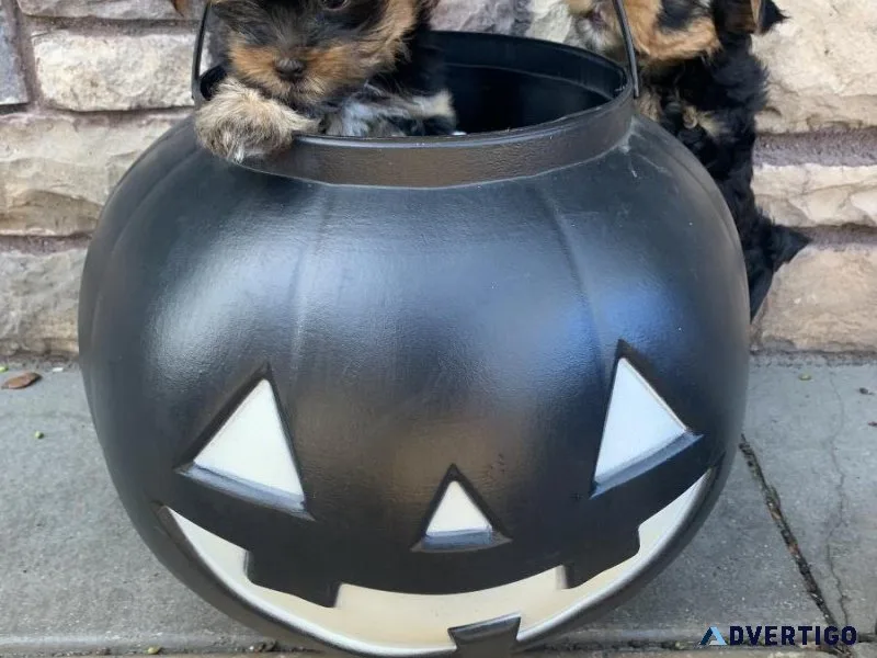 Yorkie Puppies