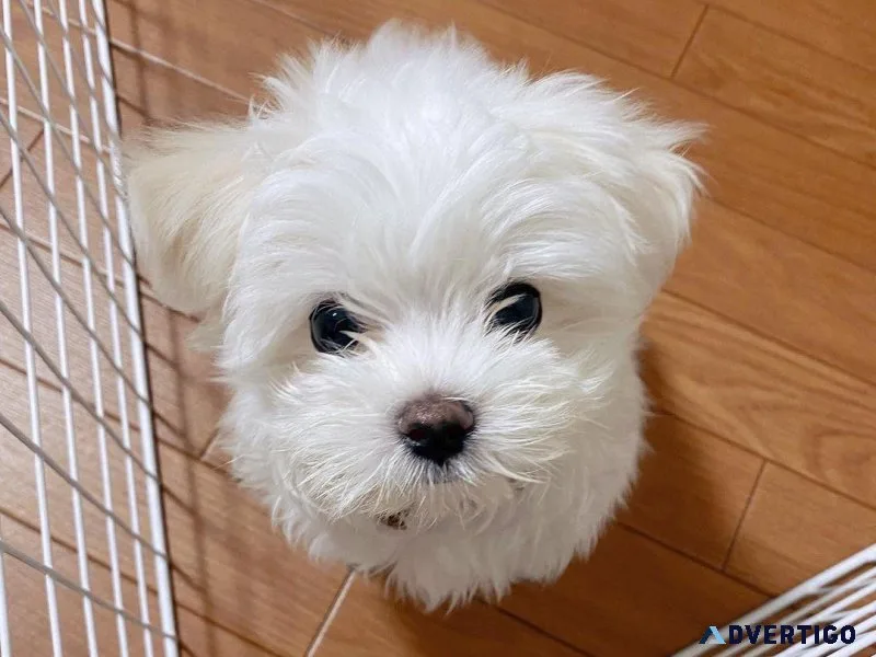 Charming Teacup Maltese puppies ready for adoption
