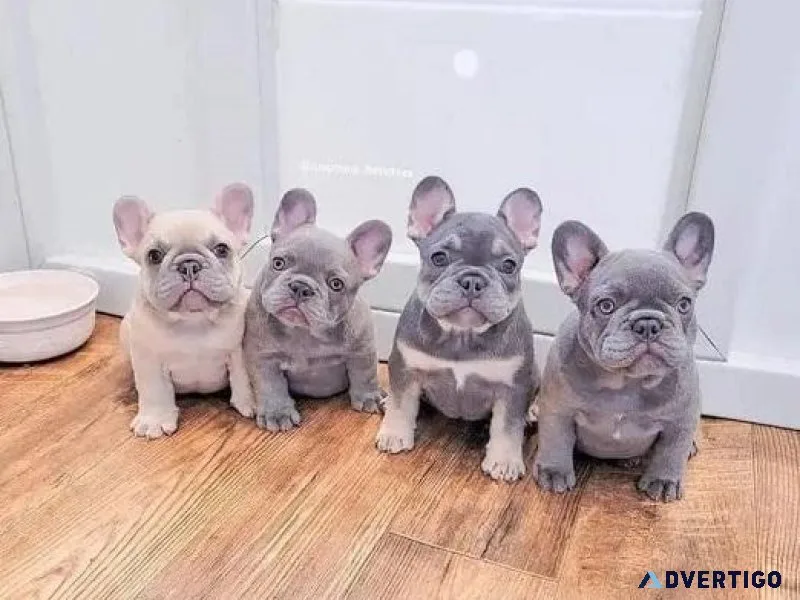 Charming French Bulldog Puppies