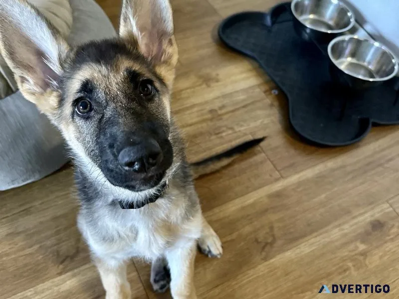 German Shepherd Puppy