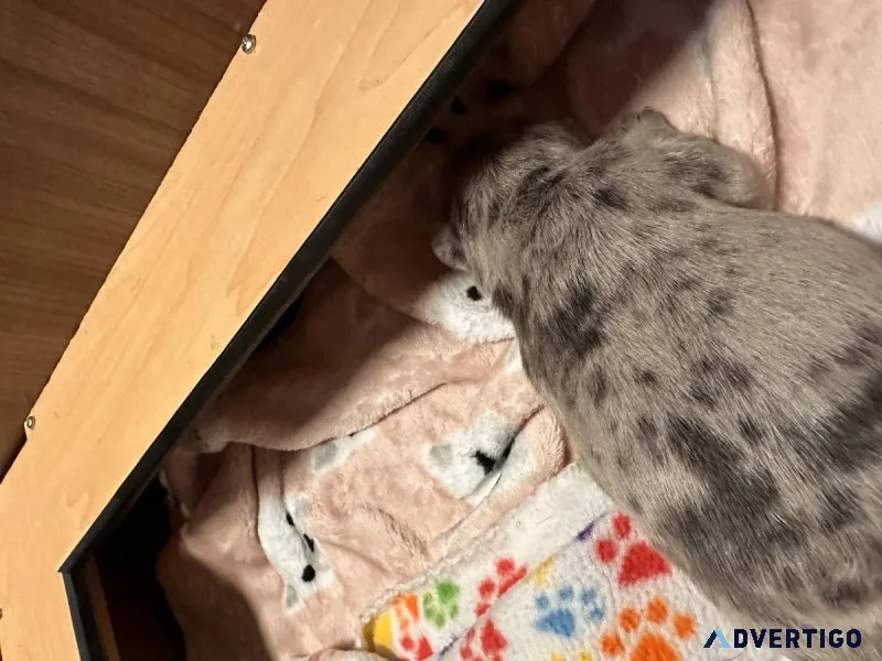 Beautiful French Bulldog babies