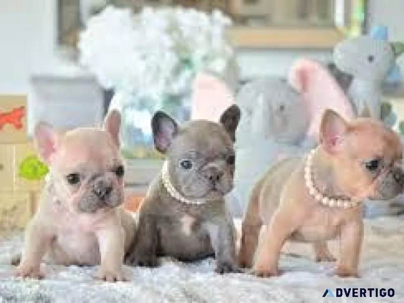  Healthy AKC French Bulldogs 
