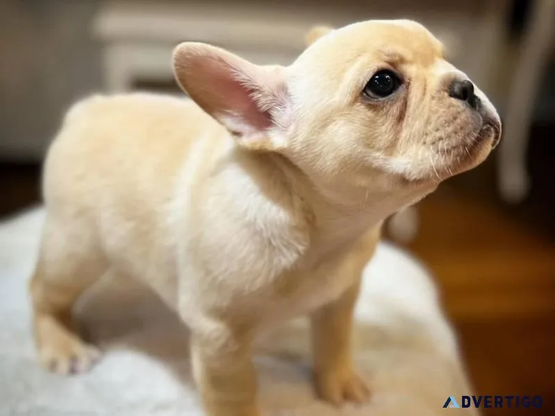 Lovely French Bulldog puppies ready for adoption