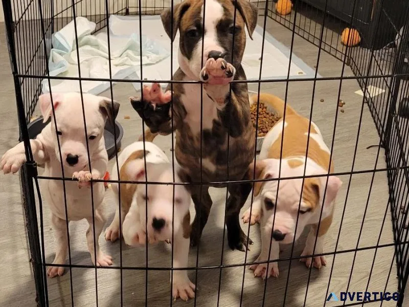 7 week old female pitty pups