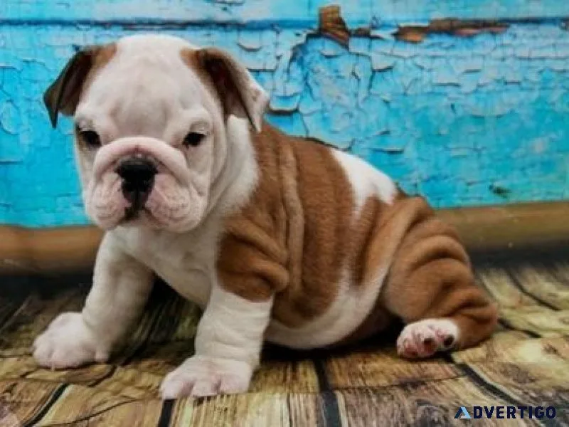 Home raised English Bulldog puppies for sale