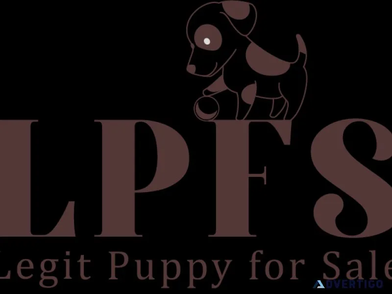 Pug puppies for sale online