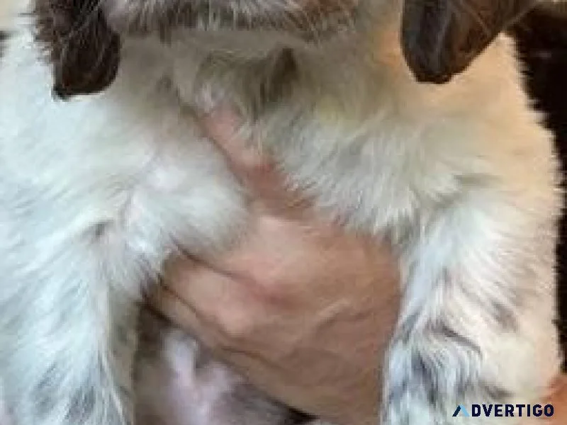 Gorgeous English Springer Spaniel puppies