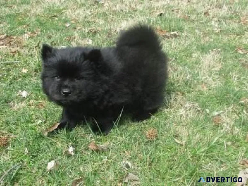 Lovely Chow Chow Puppies