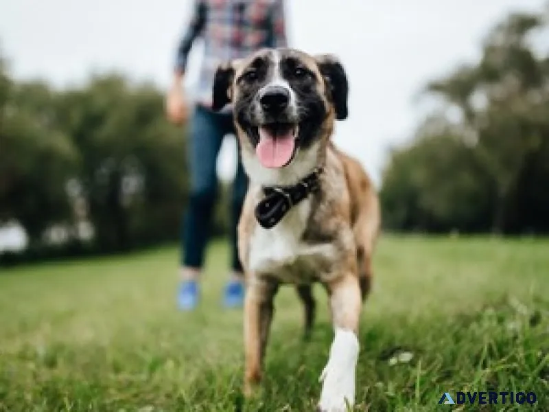 Find the best dog training in bangalore