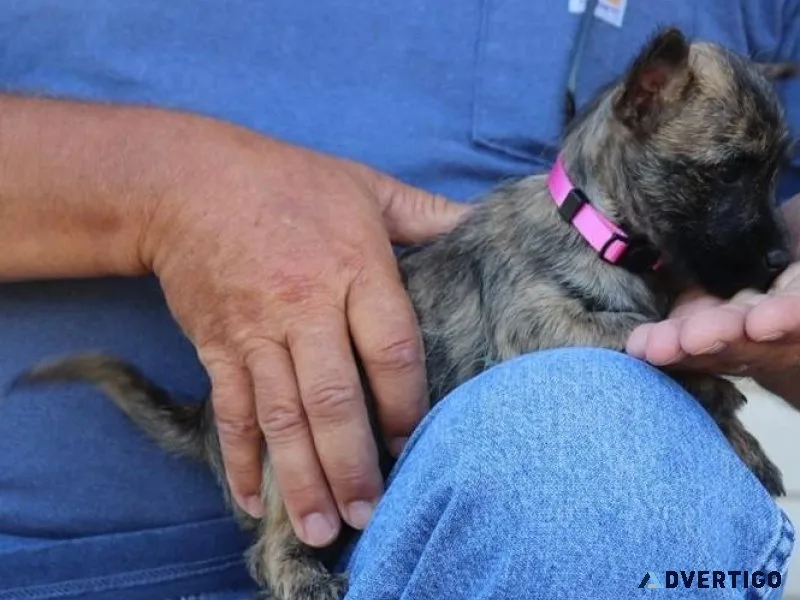 Beautiful Cairn Terrier puppies available