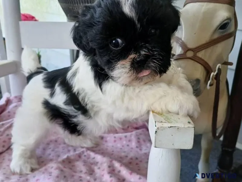 Shih-tzu puppy Female