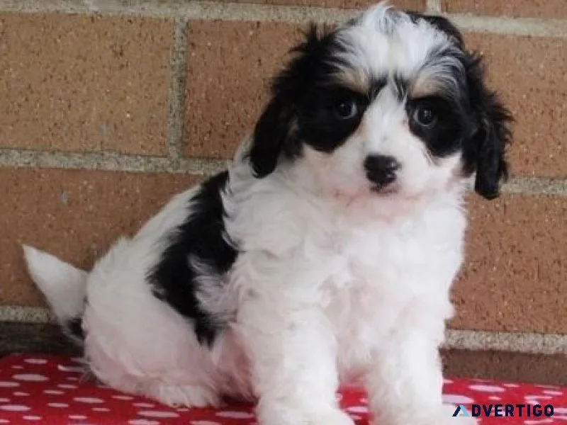 Beautiful Cavachon puppies.