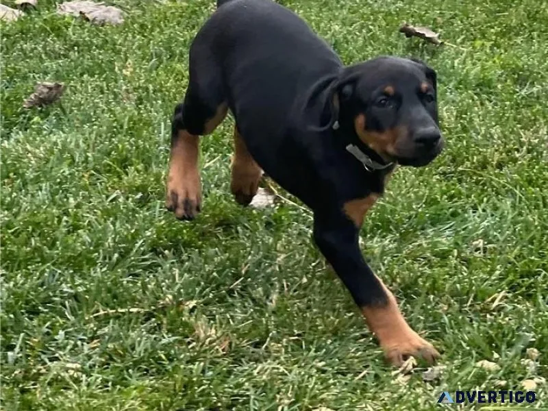Well Trained Doberman Pinscher puppies.