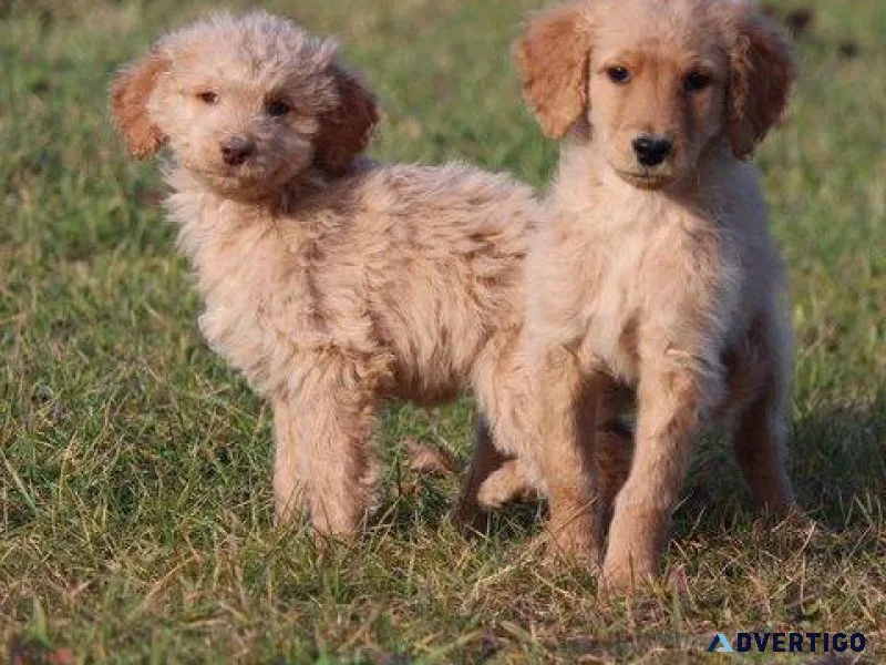Amazing Cockapoo Puppies. Boys and girls