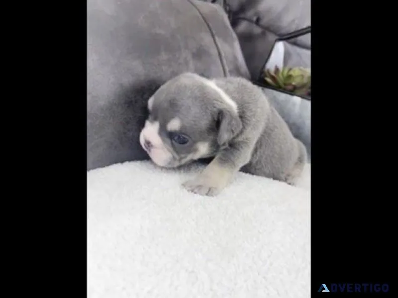 English-bulldog for sell malefemale