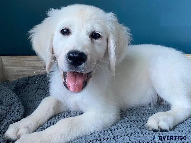 Adorable English Golden Retriever puppies for sale