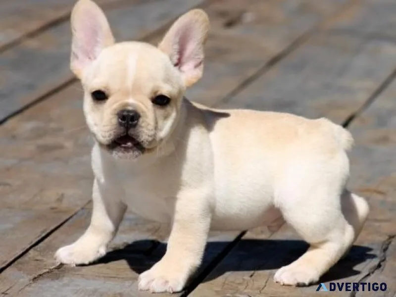 AKC French Bulldog puppies available