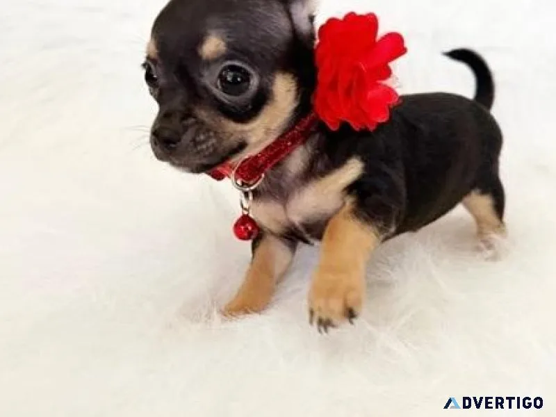 Super gorgeous Apple-head Chihuahua puppies for sale