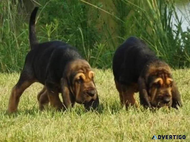 Healthy Bloodhound puppies.