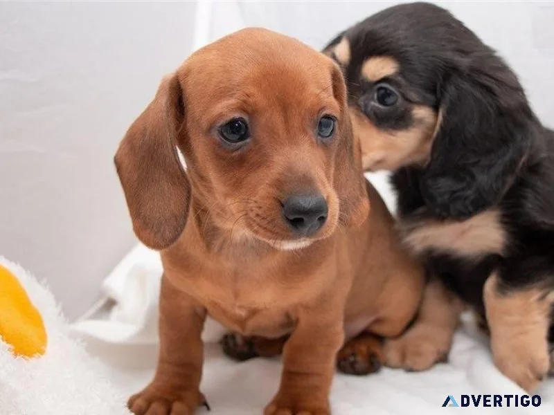 Smooth Coat Mini Dachshund Puppies