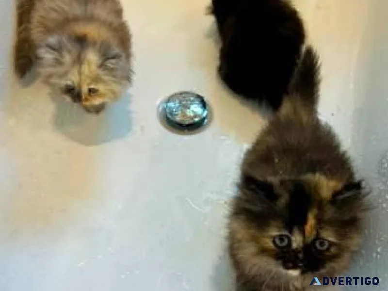 Rehoming Persian Kittens.