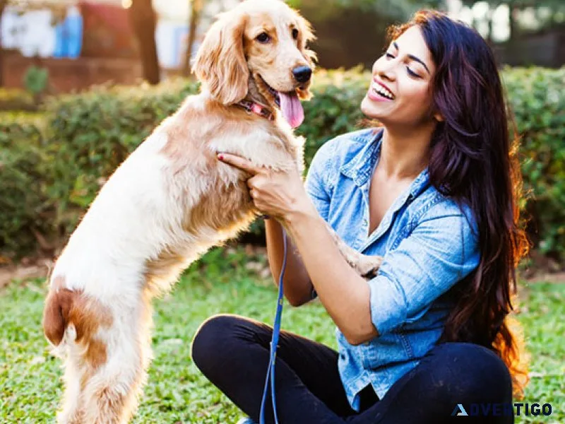 Dog hostel: activities and playtime